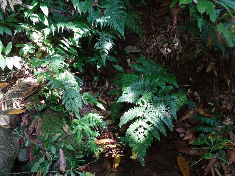 Ctenitis excelsa photo 2