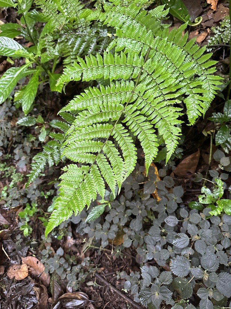 Ctenitis excelsa photo 3