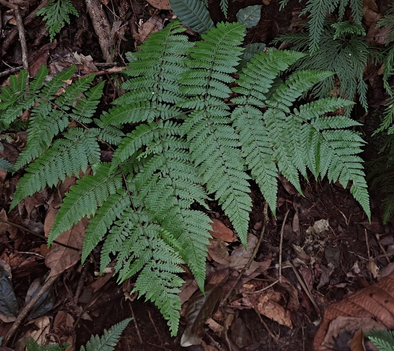 Ctenitis excelsa photo 4