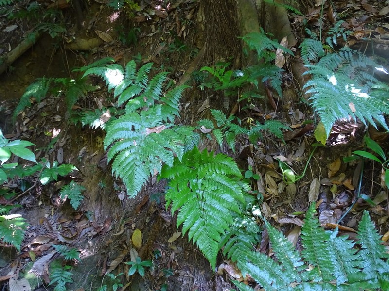 Ctenitis excelsa photo 5