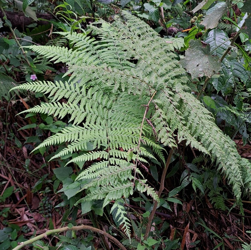 Ctenitis excelsa photo 6