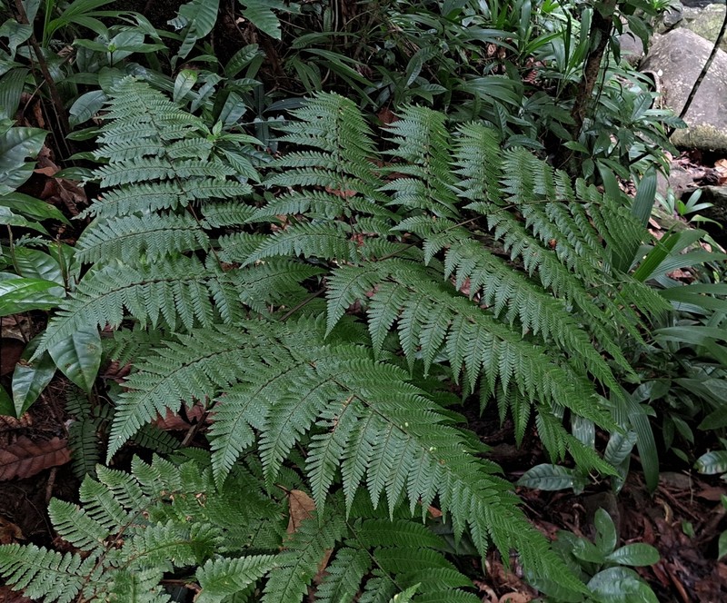 Ctenitis excelsa photo 7