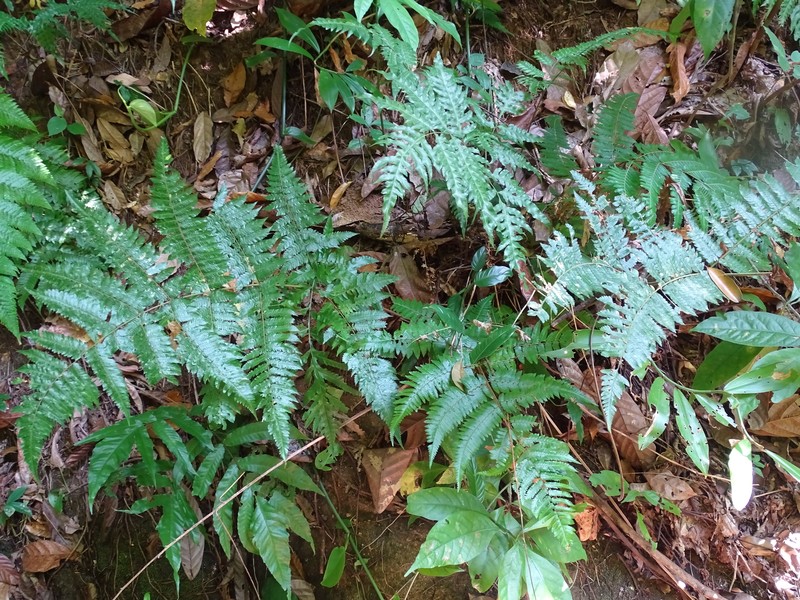Ctenitis excelsa photo 8