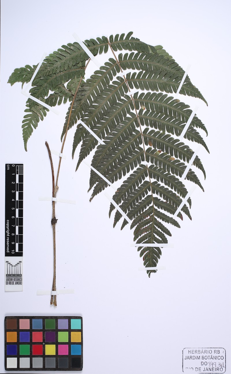Ctenitis falciculata