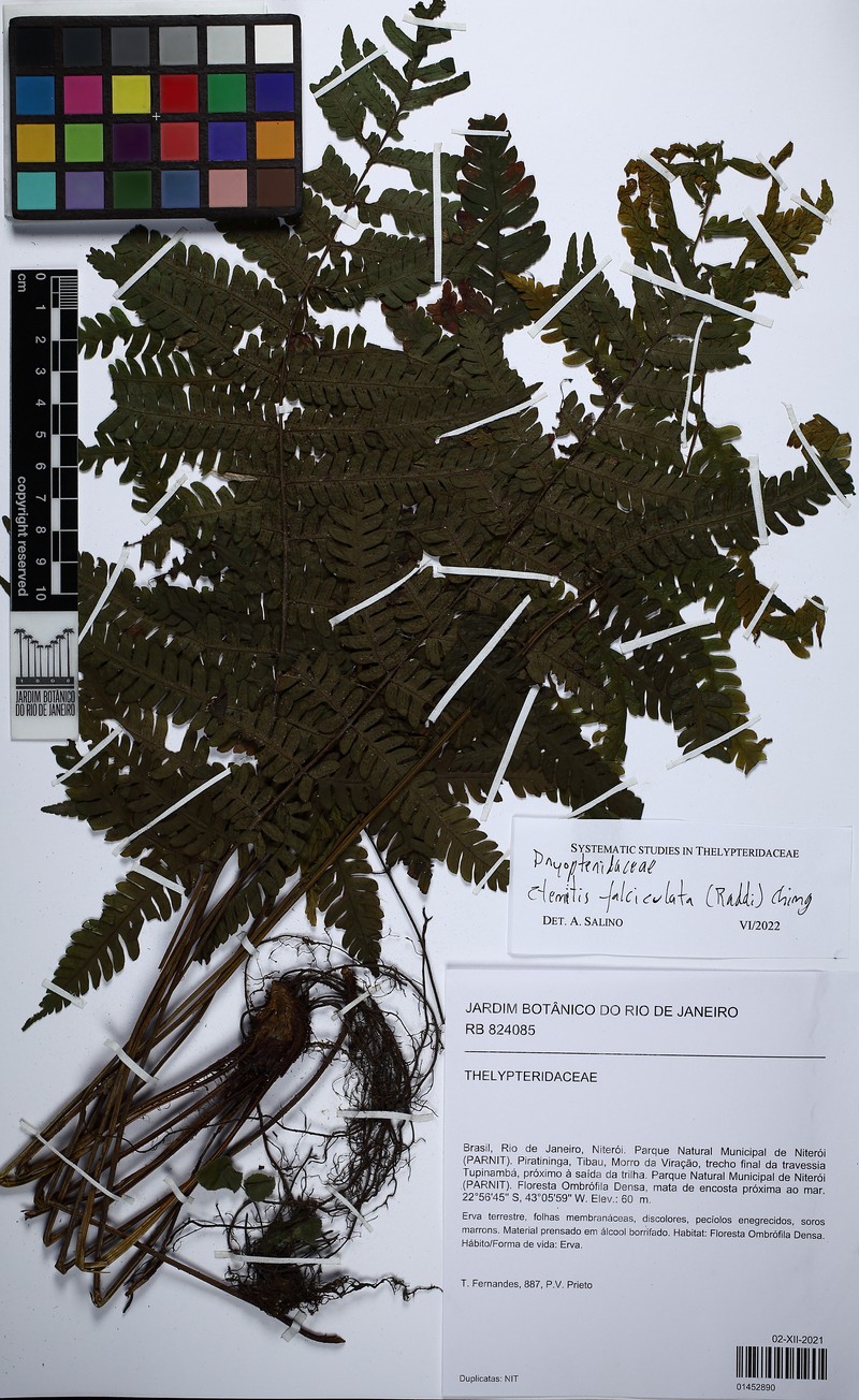Ctenitis falciculata photo 2
