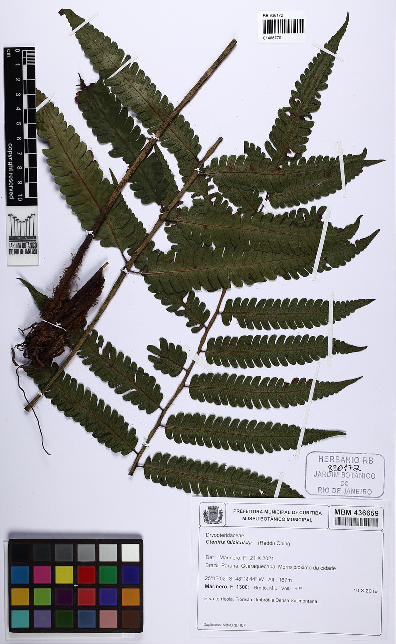 Ctenitis falciculata photo 3