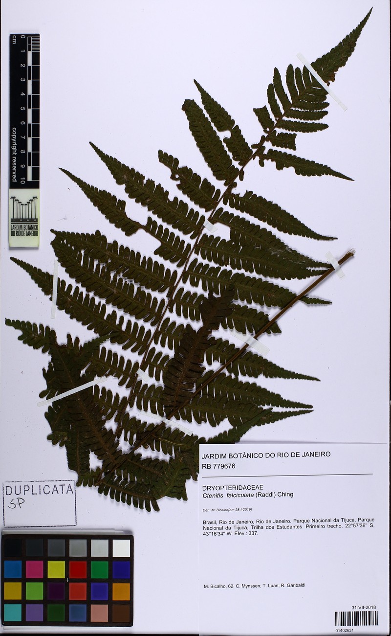 Ctenitis falciculata photo 4