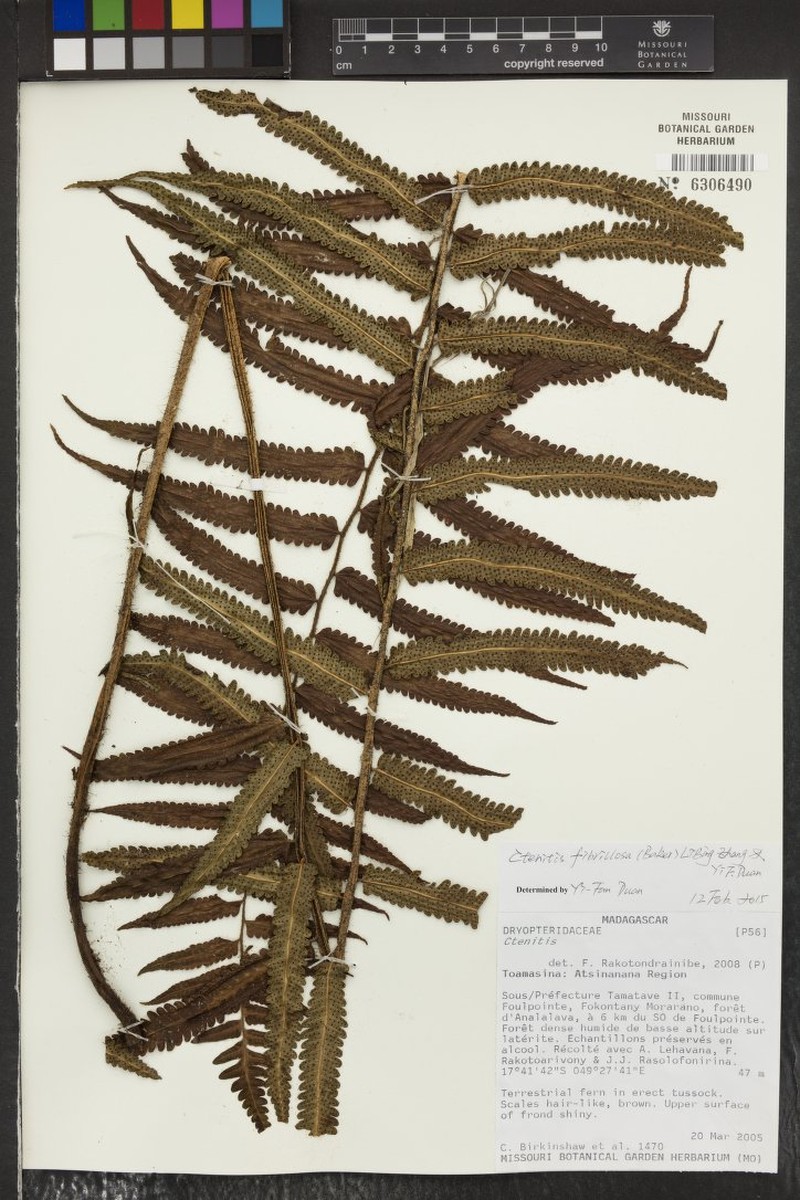 Ctenitis fibrillosa