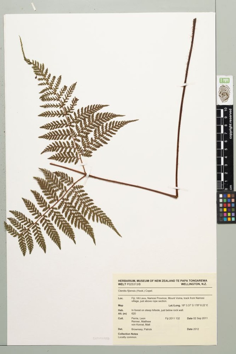 Ctenitis fijiensis
