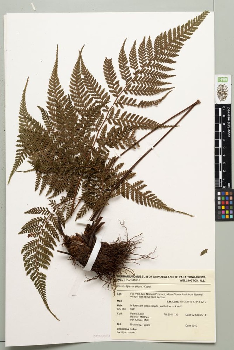 Ctenitis fijiensis photo 3