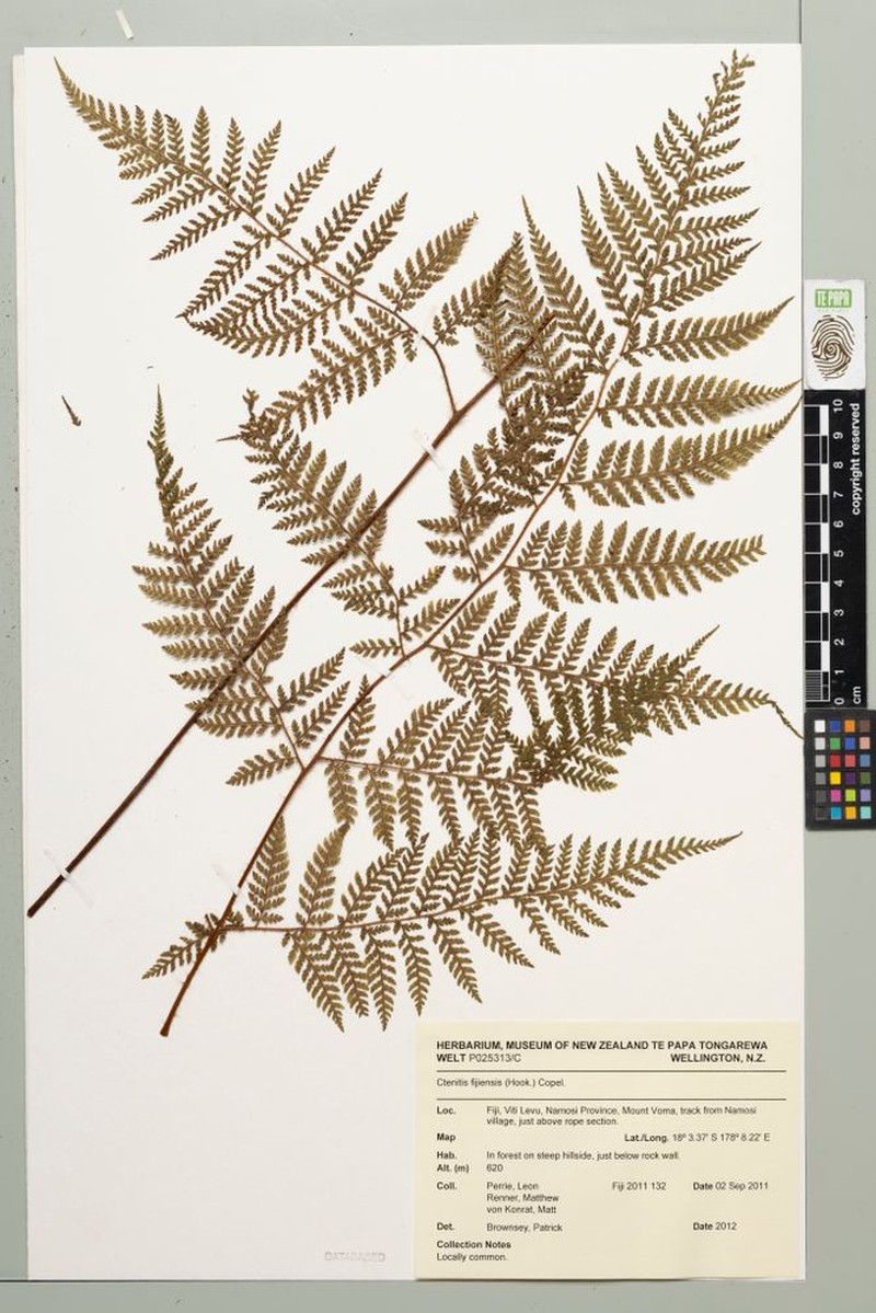 Ctenitis fijiensis photo 4