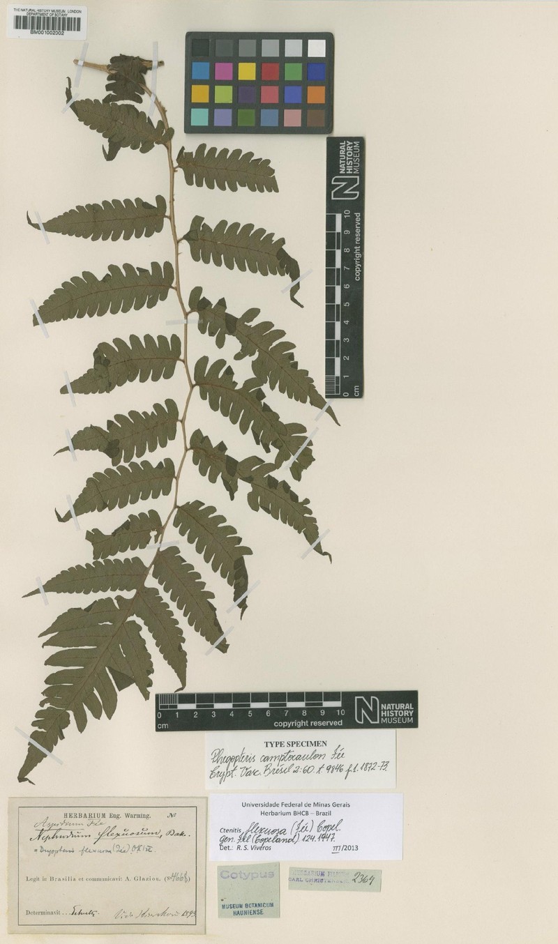 Ctenitis flexuosa
