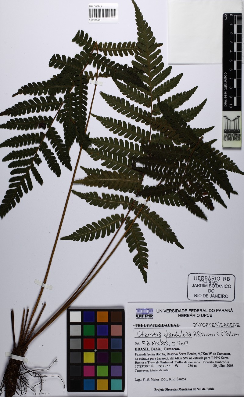 Ctenitis glandulosa