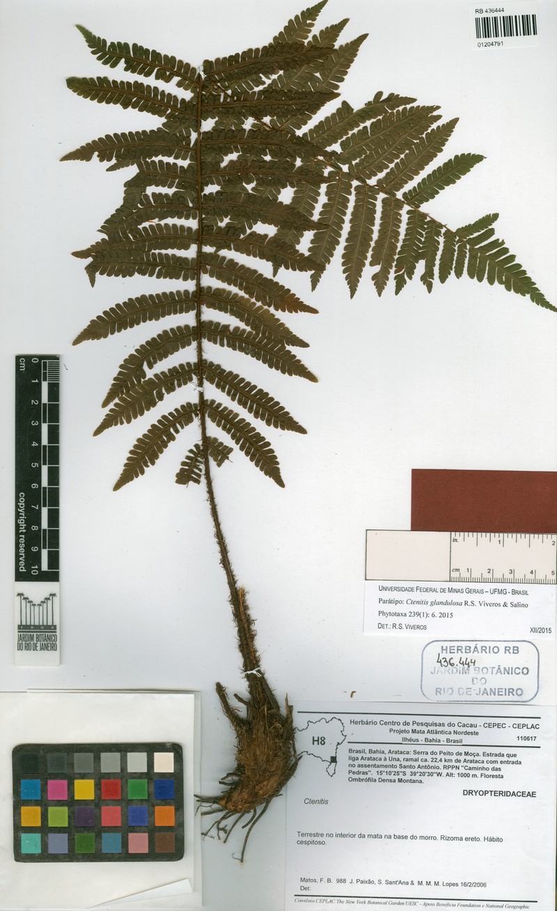 Ctenitis glandulosa photo 2