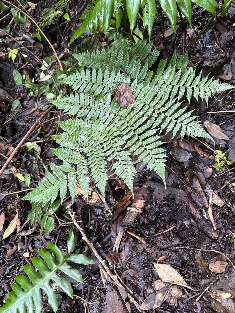 Ctenitis grisebachii