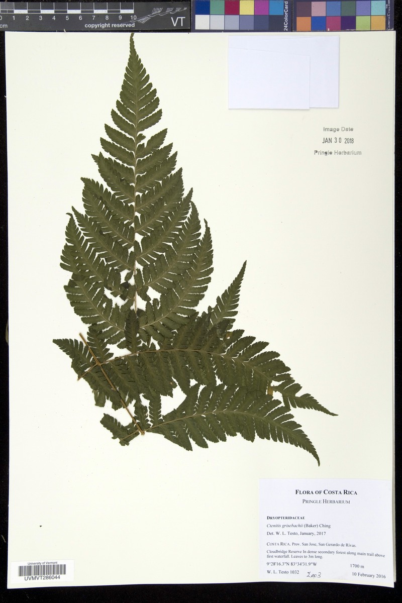 Ctenitis grisebachii photo 2