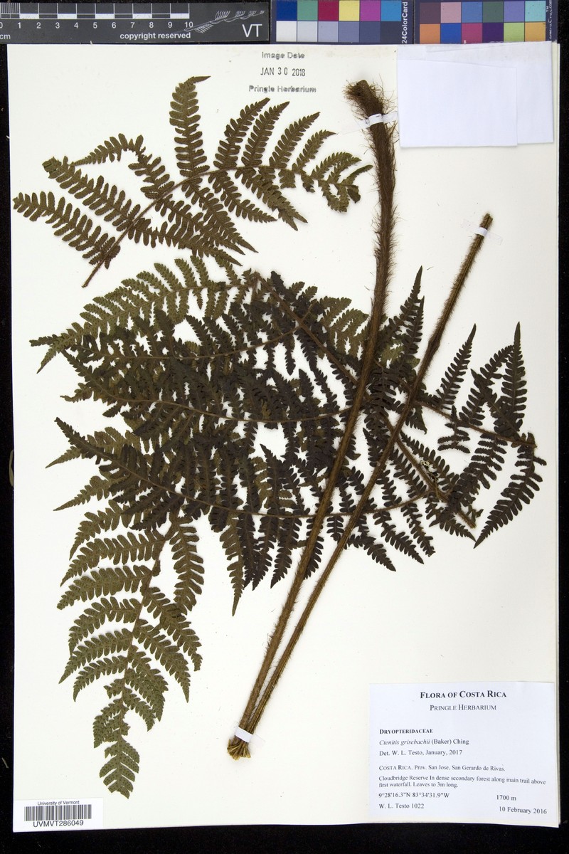 Ctenitis grisebachii photo 3