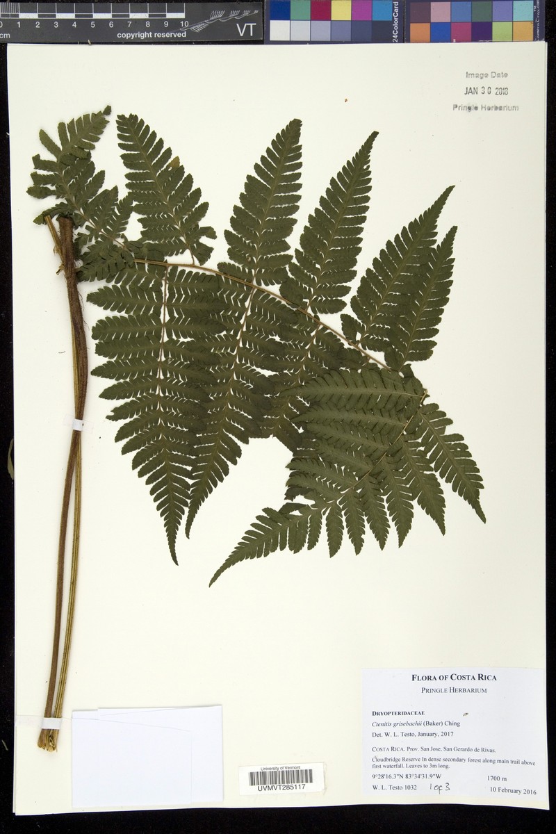 Ctenitis grisebachii photo 4