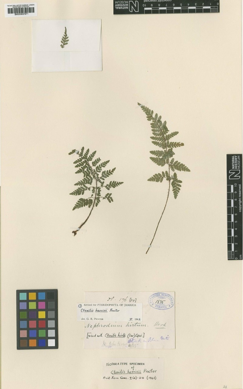 Ctenitis harrisii photo 2