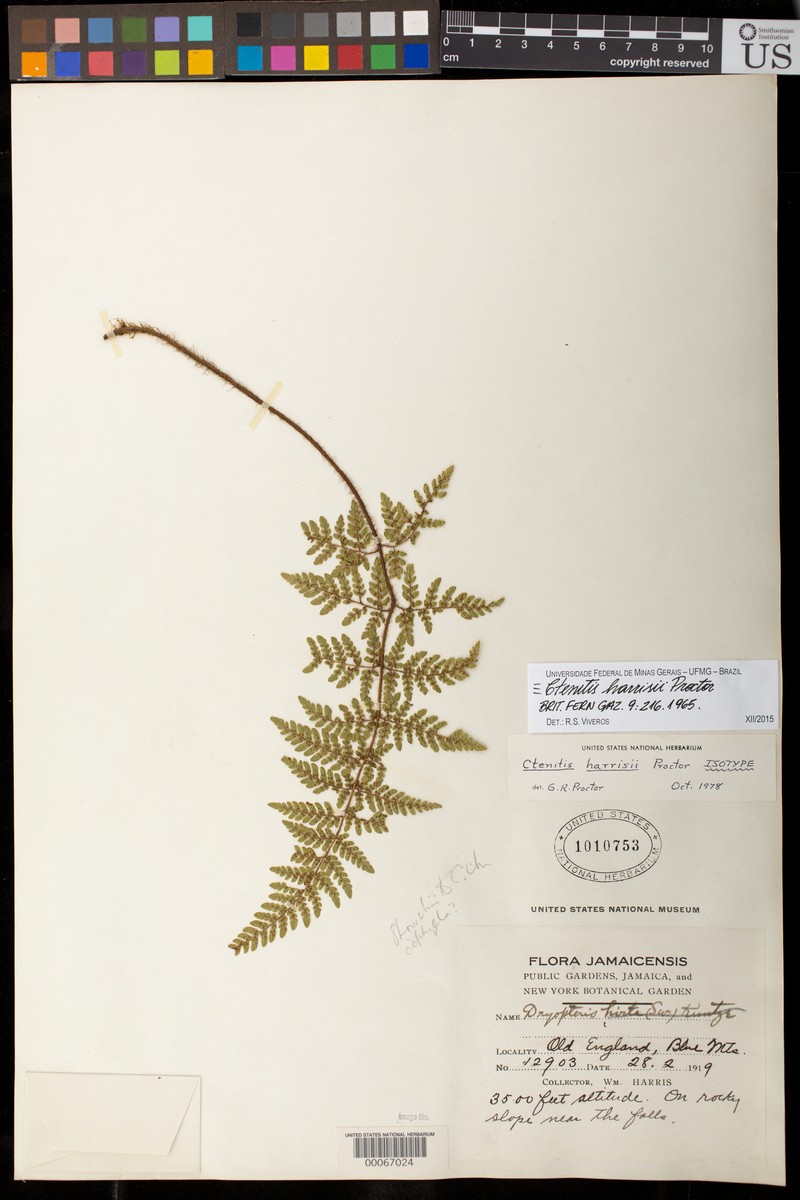Ctenitis harrisii