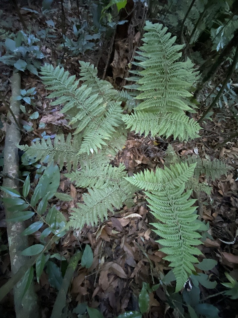 Ctenitis hemsleyana