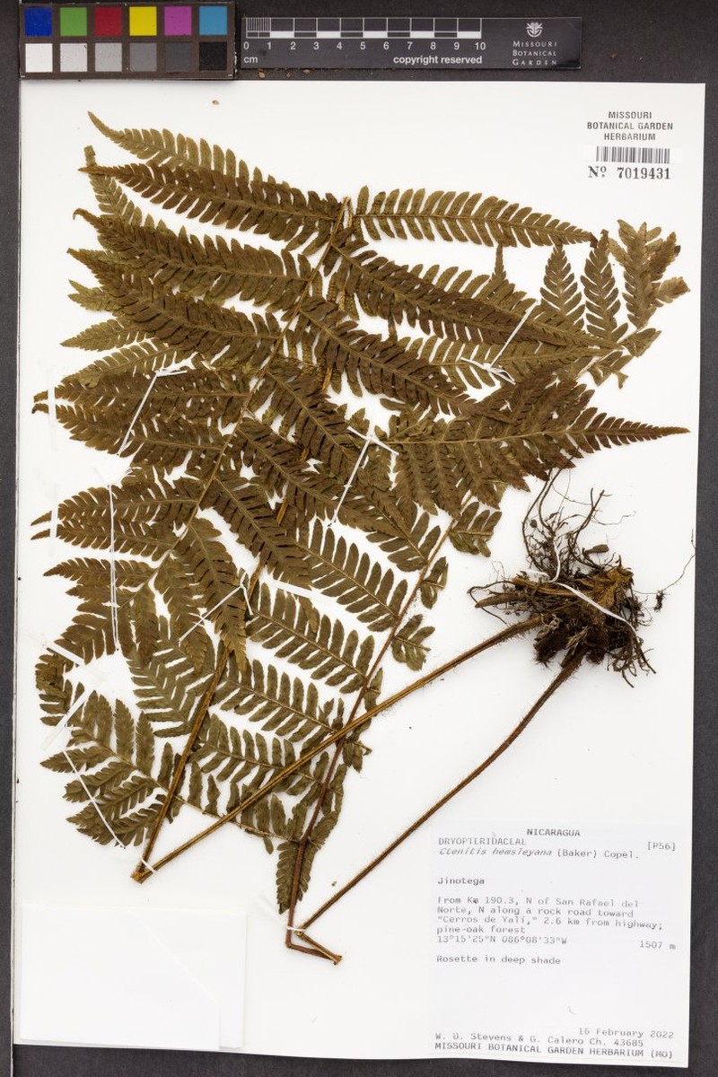 Ctenitis hemsleyana photo 2