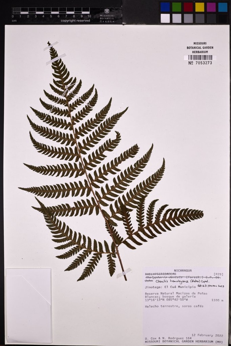 Ctenitis hemsleyana photo 3