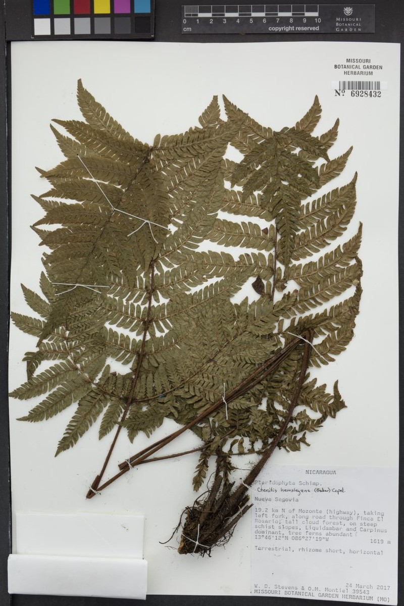Ctenitis hemsleyana photo 4