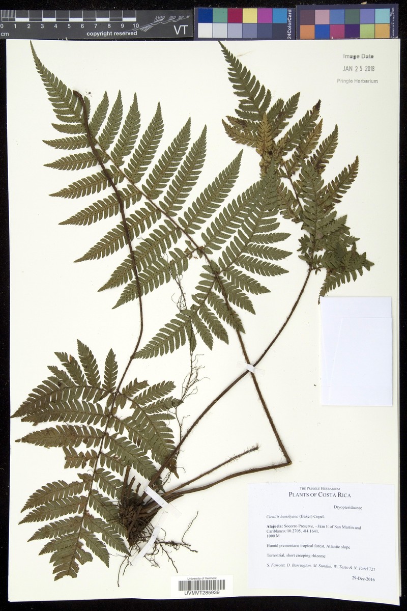 Ctenitis hemsleyana photo 5