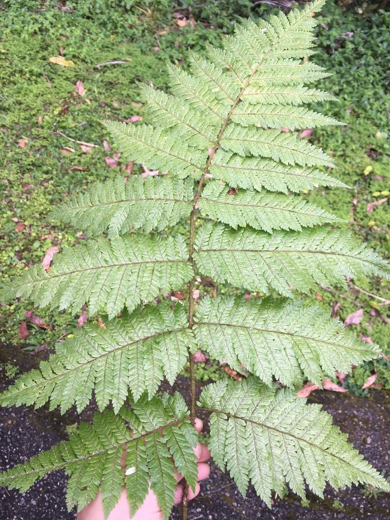 Diamondleaf Lacefern
