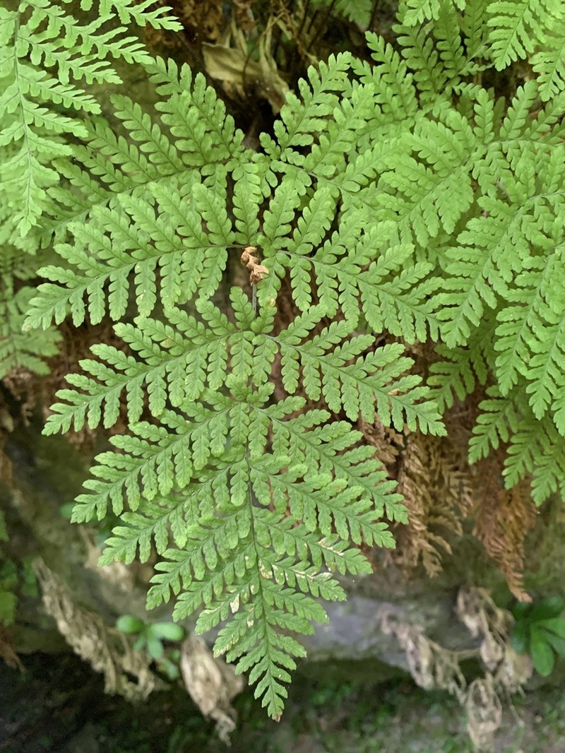 Diamondleaf Lacefern photo 2