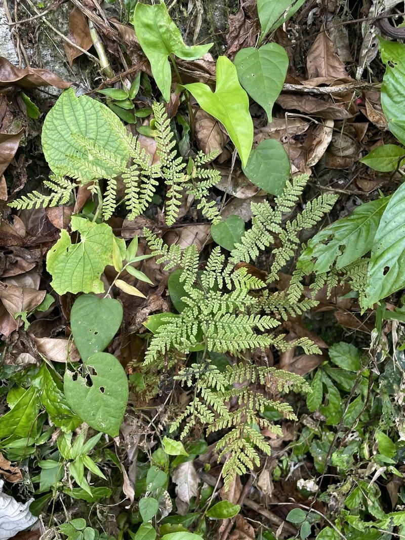 Diamondleaf Lacefern photo 3
