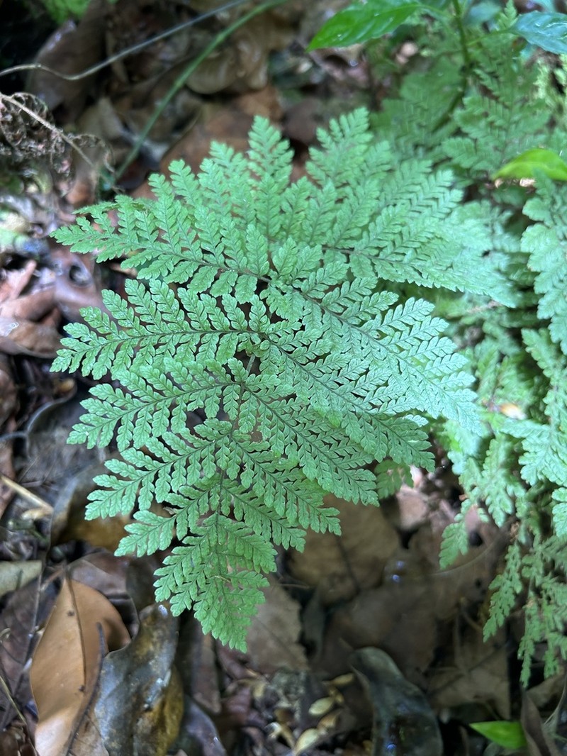 Diamondleaf Lacefern photo 4
