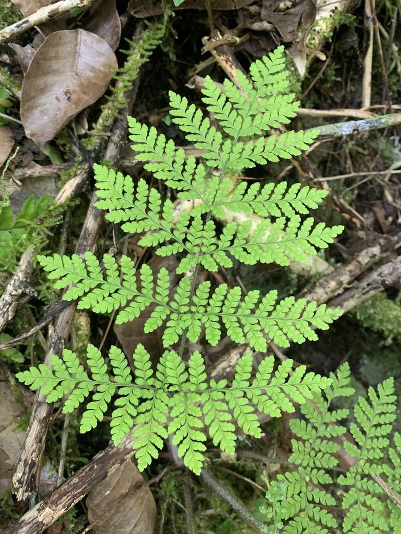 Diamondleaf Lacefern photo 5