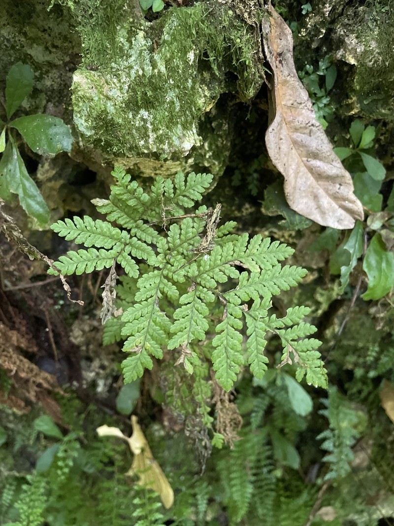 Diamondleaf Lacefern photo 6