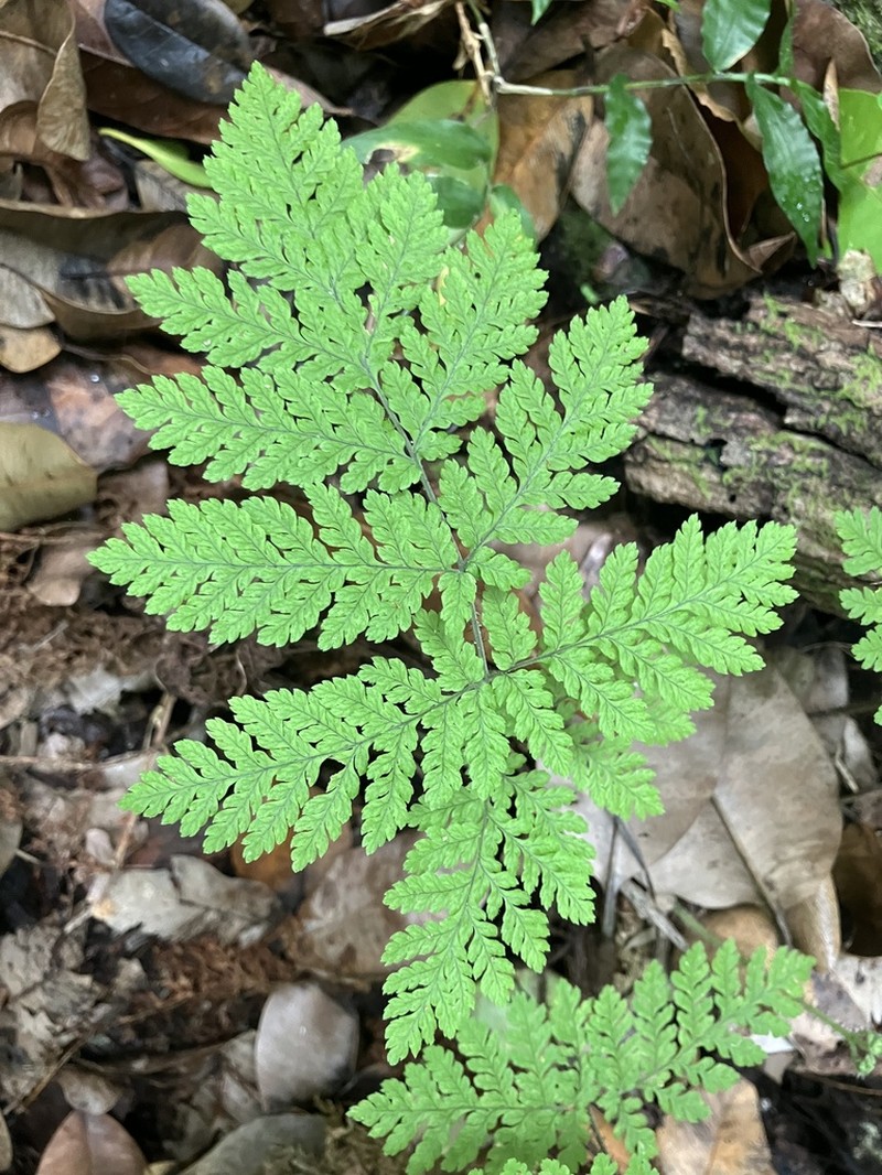 Diamondleaf Lacefern photo 7