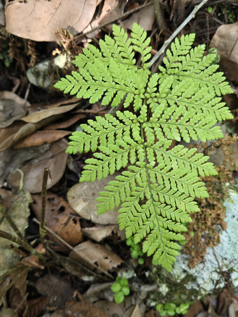 Ctenitis hirta var. portoricana