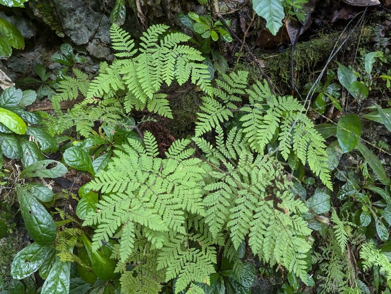 Ctenitis hirta var. portoricana photo 2