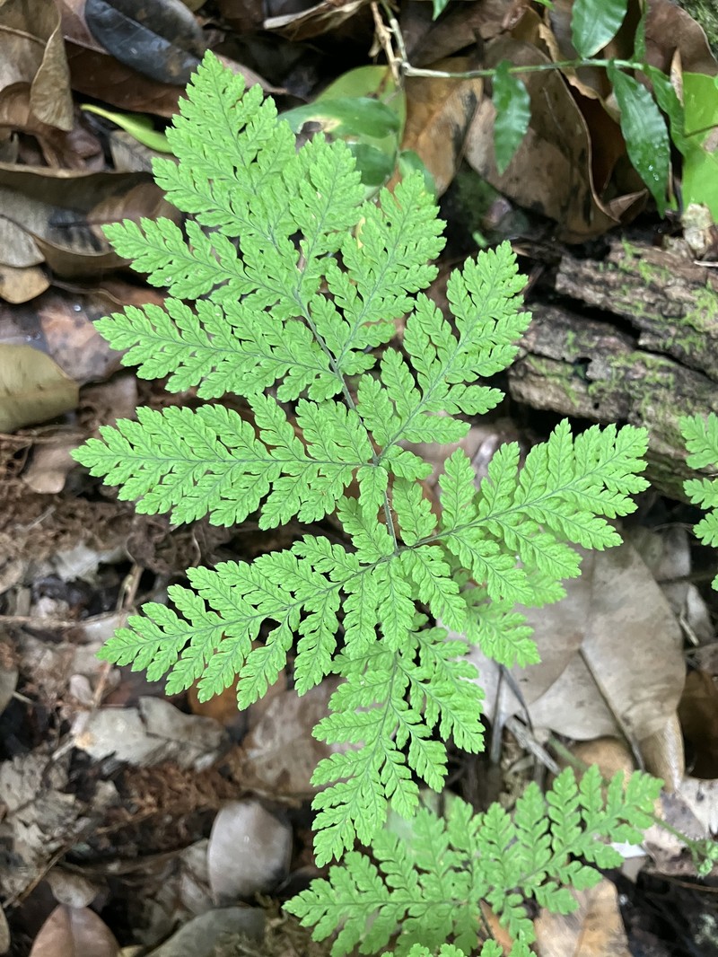 Ctenitis hirta var. portoricana photo 3