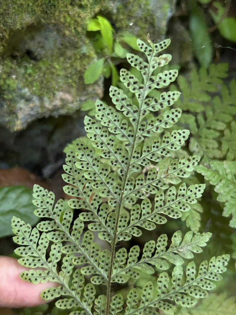 Ctenitis hirta var. portoricana photo 4