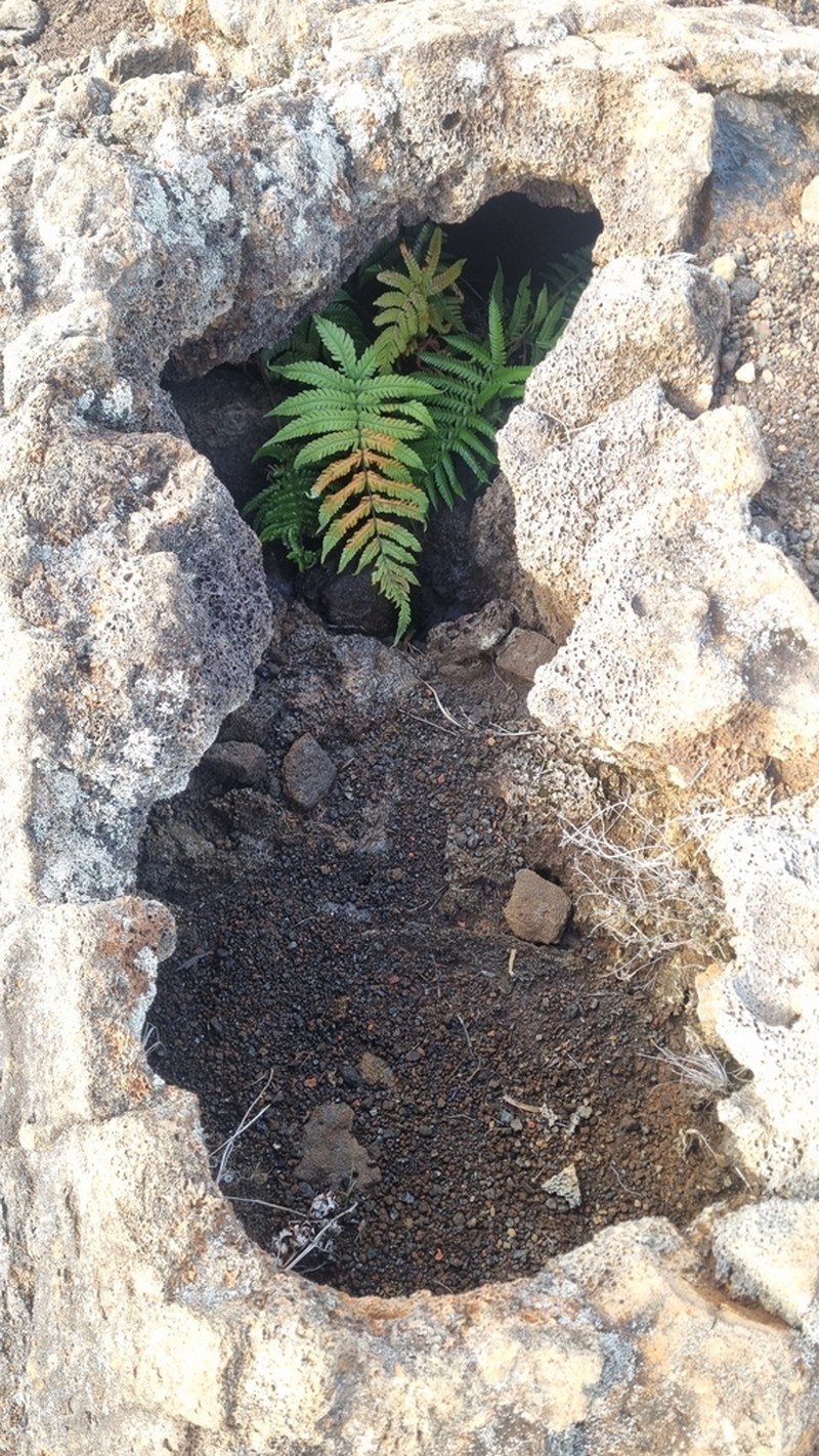 Ctenitis humida