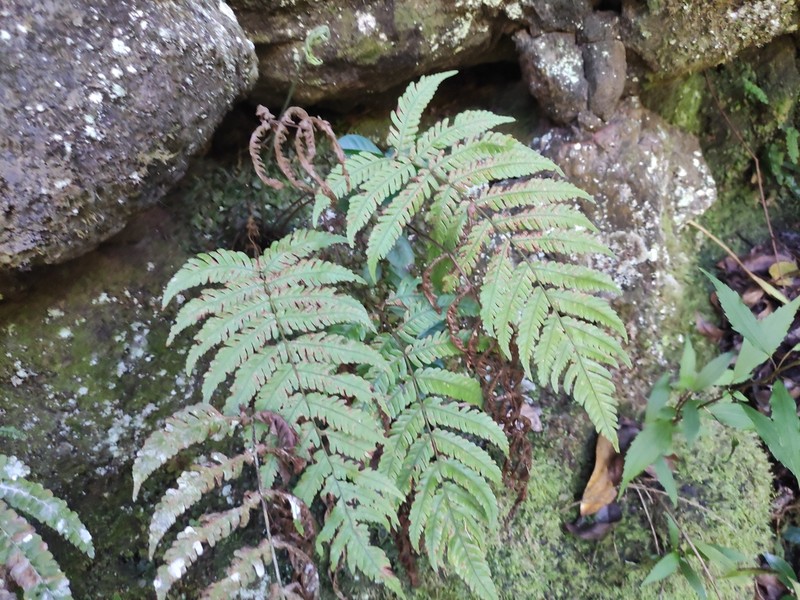 Ctenitis humida photo 2