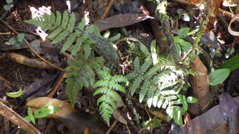 Ctenitis humida photo 5