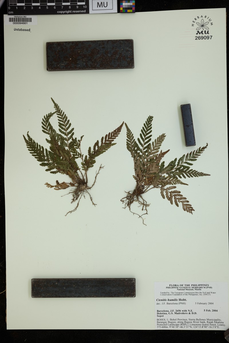 Ctenitis humilis photo 2