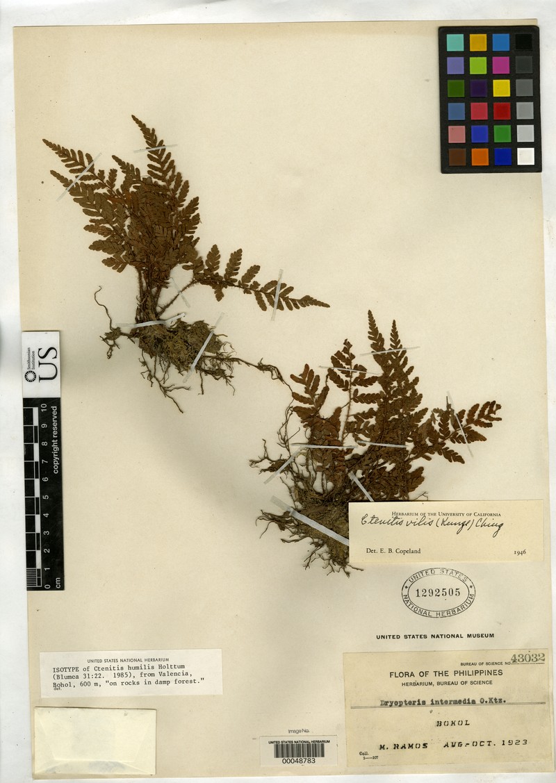Ctenitis humilis