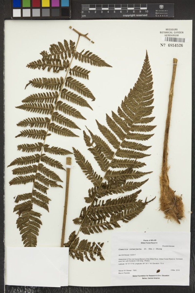 Ctenitis interjecta