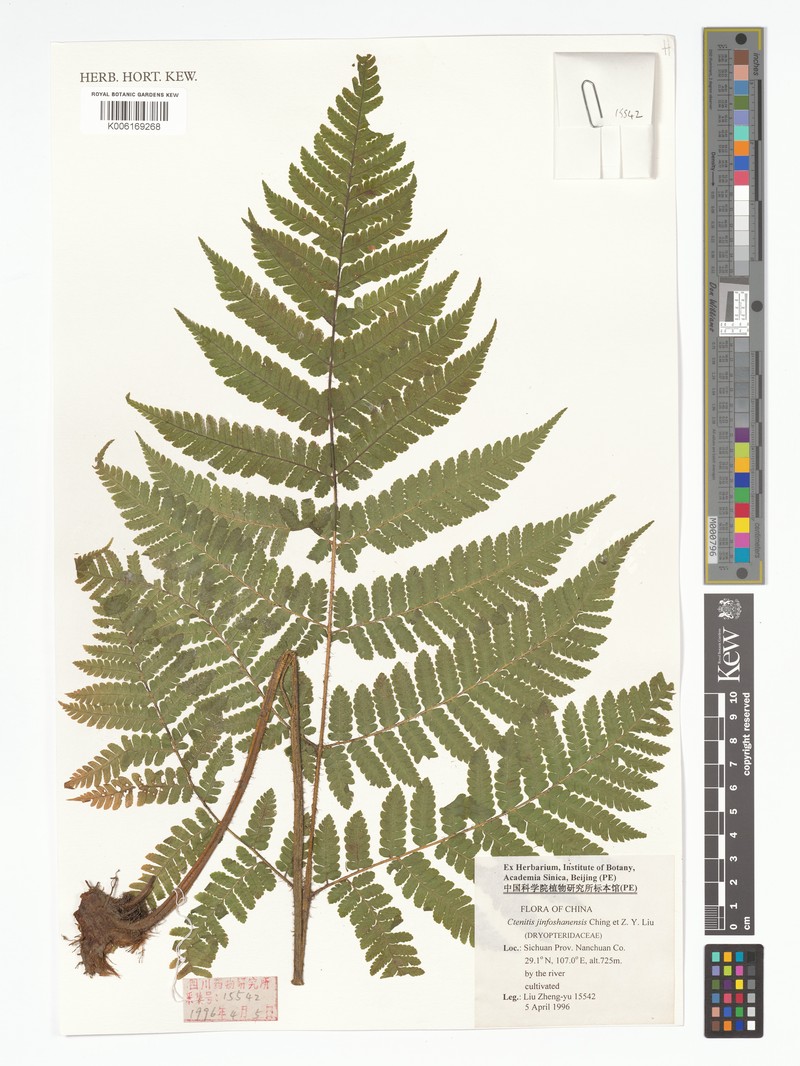 Ctenitis jinfoshanensis