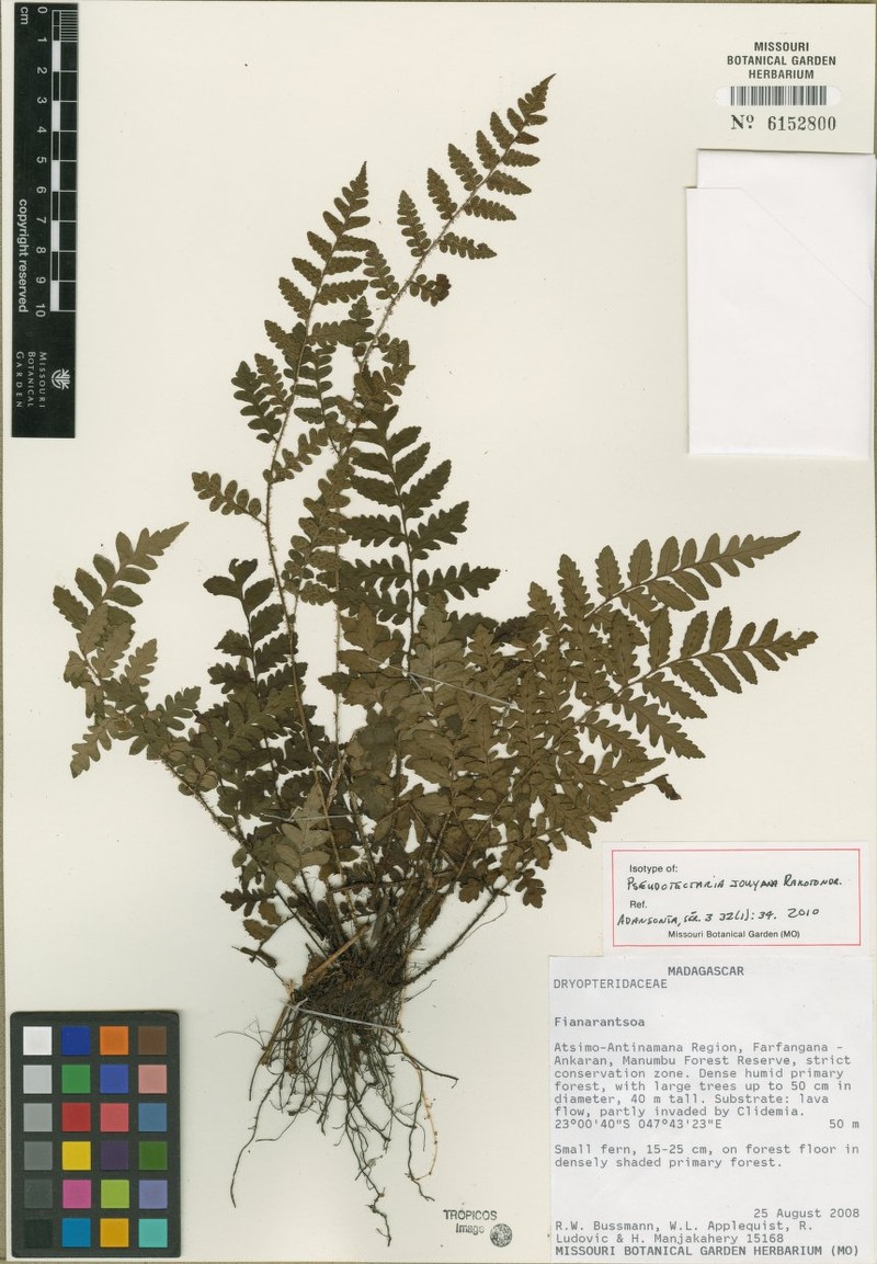Ctenitis jouyana