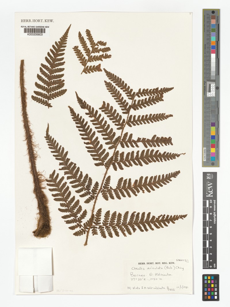Ctenitis kinabaluensis