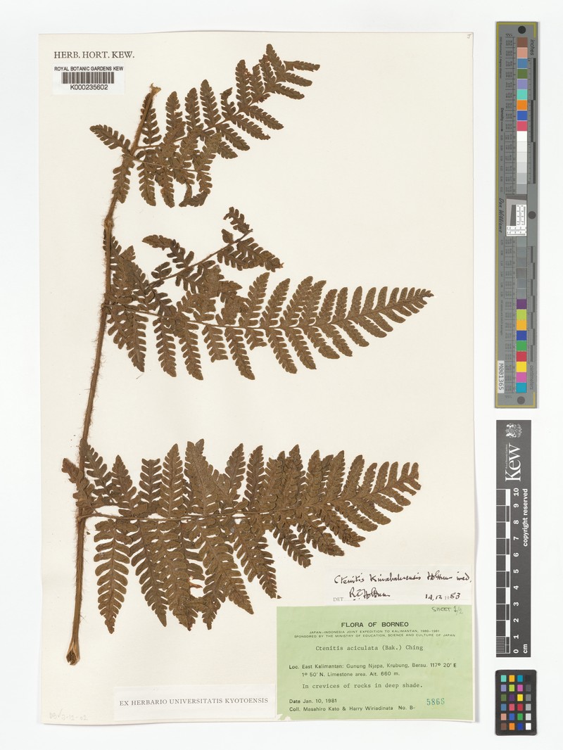 Ctenitis kinabaluensis photo 2